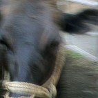 いただきマス